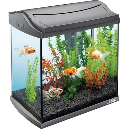 Aquarium petit